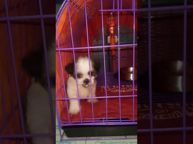 NaNa 1st vlog