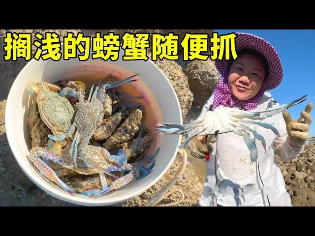 Daqingkou on unpopulated island is everywhere  stranded crabs catch casually  lucky day