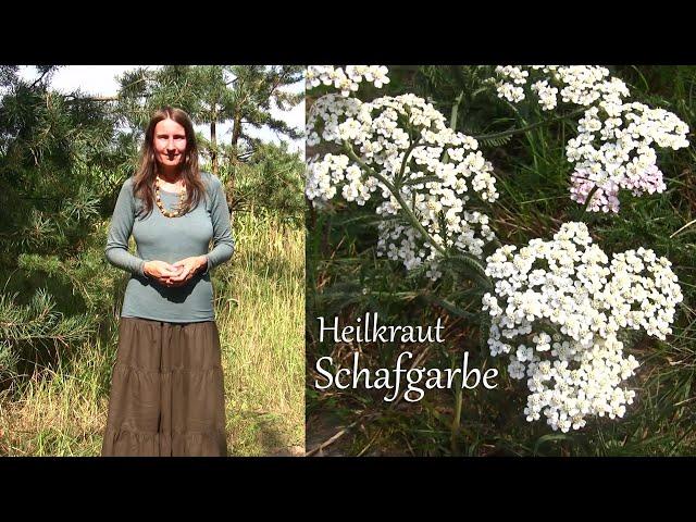 Heilkraut Schafgarbe - der Alleskönner