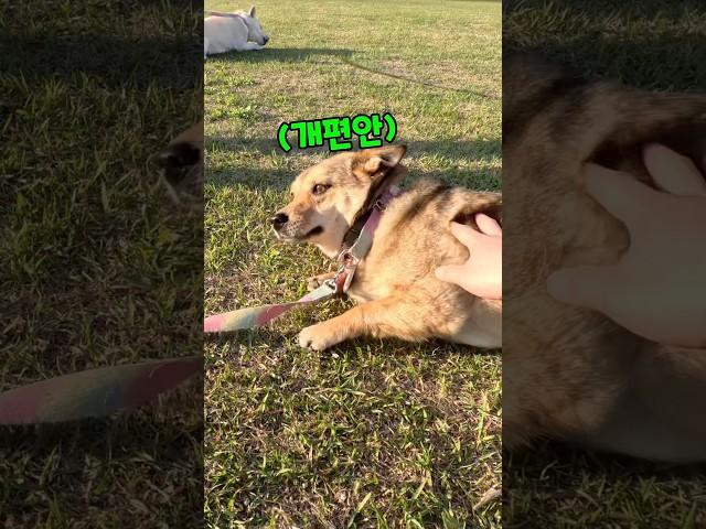 만져주면 발라당 하는 강아지 앉아 한번에 성공하면 반려동물 커스텀 에코백 굿즈 가방 제작 후 선물해 주기