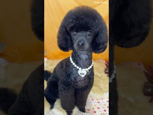 똥꼬발랄 블랙푸들 미용데이 #shorts #강아지 #강아지미용