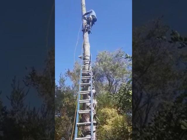 cut down tall palm. Felling. Climbing spikes. blue glass fibre ladder