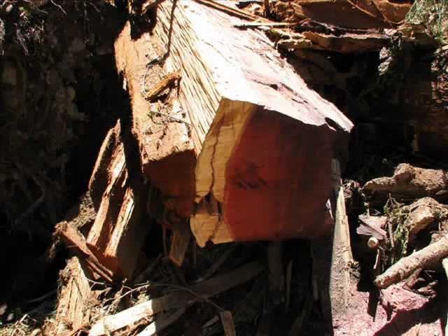 SEQUOIA SEKVOJA MARIPOSA GROW
