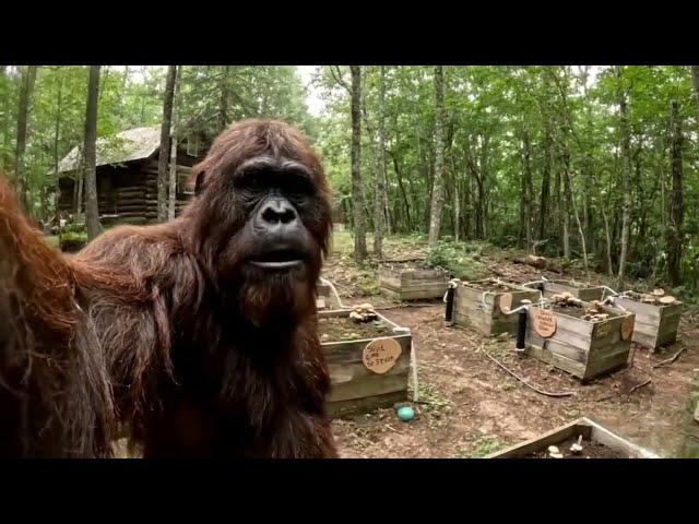 Bigfoot Vlogs - Compilation #2