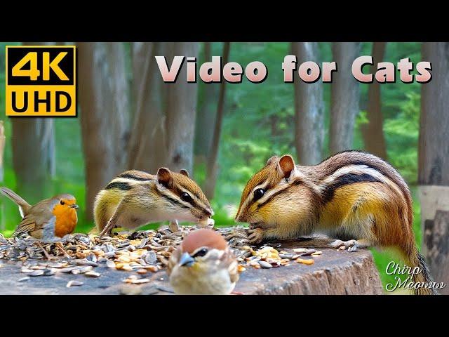 Forest Life: Birds for Cats to Watch with Squirrels, Chipmunk in the Cold Crisp Air  4K