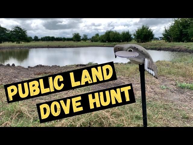 My First DOVE HUNT of 2024 - Texas Public Land