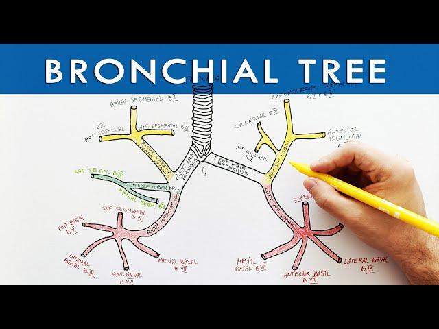 The bronchial tree - Respiratory System Anatomy