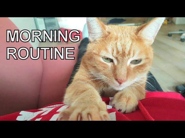 Alvi cat : morning routine