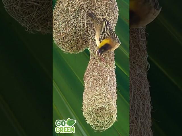 Nature's Tailors Birds and Their Incredible Nest-Making Skills #cute #birds #nest #nature #master