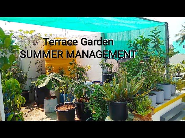 SUMMER management tips for terrace garden.