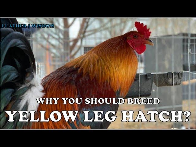 WHY BREED YELLOW-LEGGED HATCH - FEATURES AND CROSSES