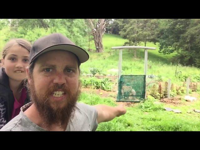 They escaped!!!! | Feather’ndown homestead vlog