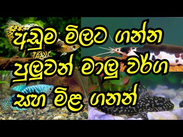 Low price fish care and price in sri lanka/DHANUM SAGARAYA