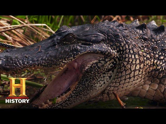 Swamp People: Alligator Population Explodes (Season 10) | History