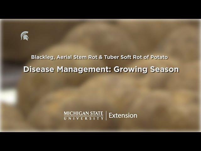 Management of Potato Diseases Caused by Soft Rot Bacteria Over the Growing Season