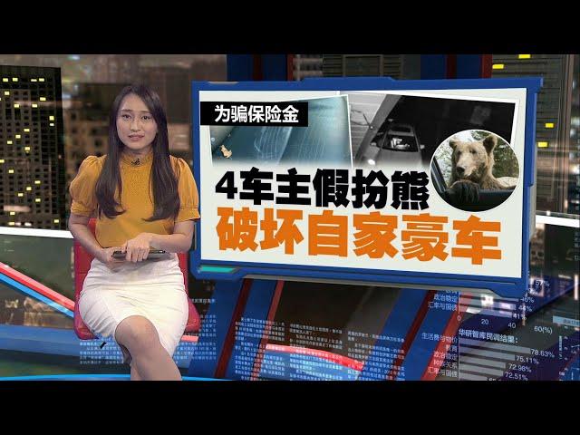 为骗保险金   4车主扮野生熊破坏自家豪车 | 新闻报报看 16/11/2024