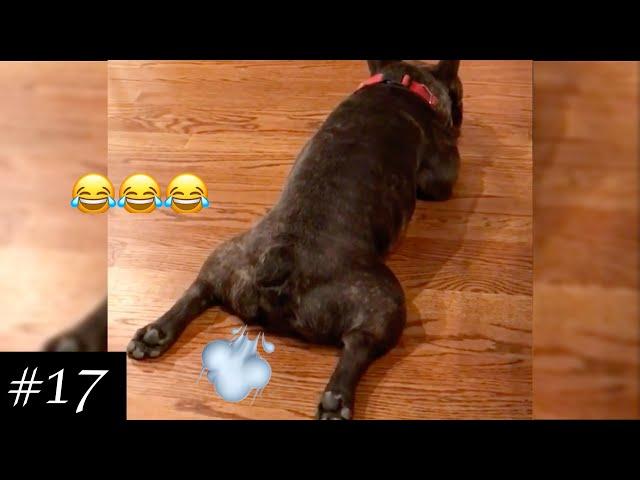 FARTING DOGS Compilation | Funniest Dog Farting | 2021