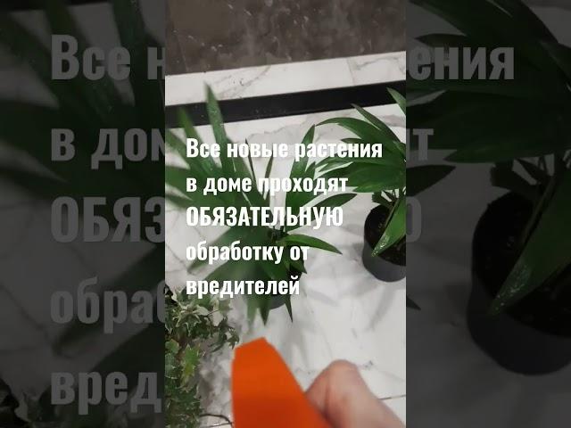 Обработка растений от вредителей / важное правило/ комнатные растения/ уход #indoorplant #plant #дом
