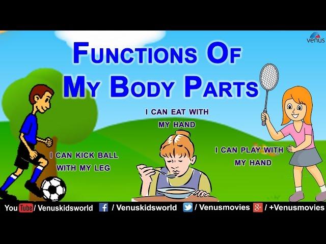 Functions Of My Body Parts