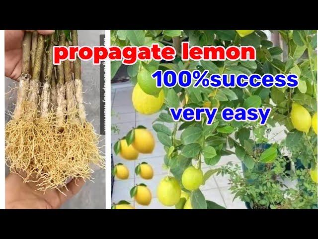 How to propagate LeMon tree from cuttings with Aloe Vera, very easy, 100% Success.