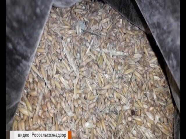 Россельхознадзор. Хранение зерна