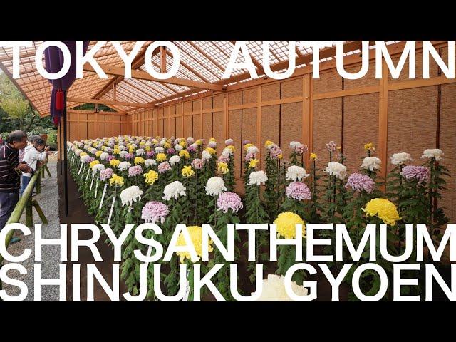 Shinjuku Gyoen Imperial Garden - Chrysanthemum Exhibition (November - Tokyo in 12 months)