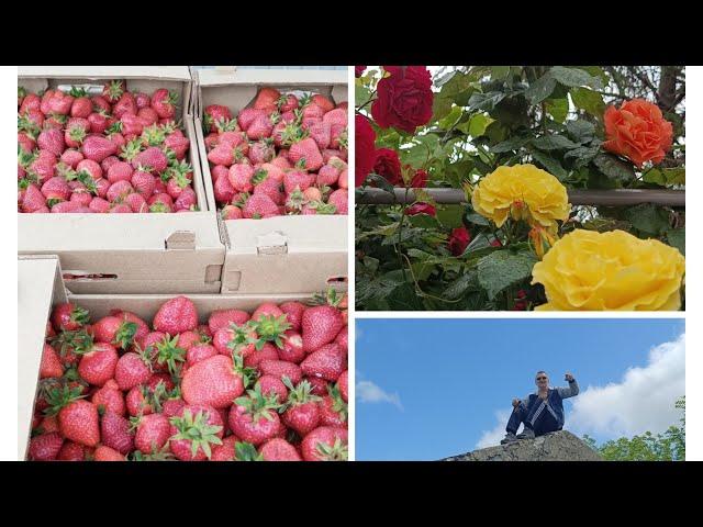 458/Домашний влог из жизни на юге/Новороссийск/Рецепт спаржи