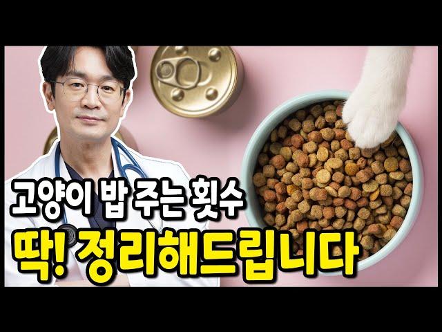 고양이 하루 몇번을 줘야하나? 건사료 VS 습사료? 자율급식 VS 제한급식? 어떤 캔사료를 주어야 하나? 청키? 파테? 플레이크? 슈레드?