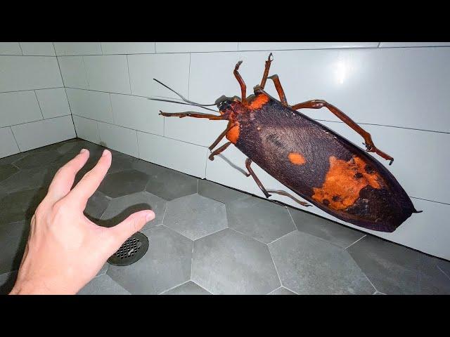 Pourquoi cet INSECTE était dans ma salle de bain...