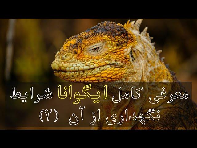 معرفی کامل  #ایگوانا    Iguanaو خصوصیات و شرایط نگهداری از آن قسمت دوم