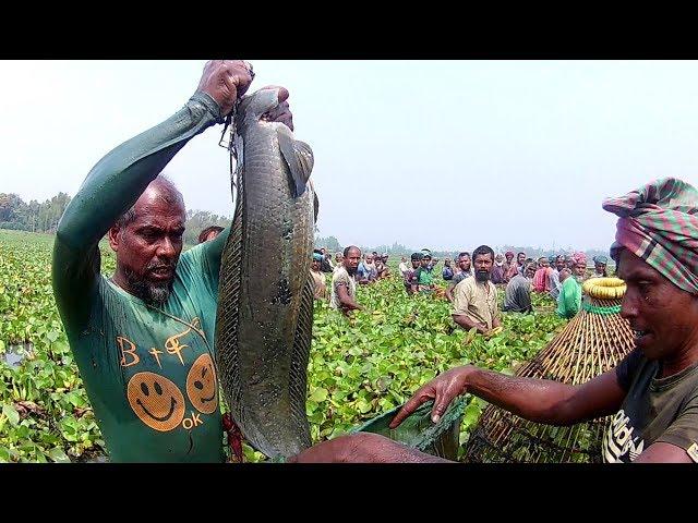 Real Amazing BIg Fishing By Polo II Amazing Big Fish Hunting By Traditional Polo Trap.