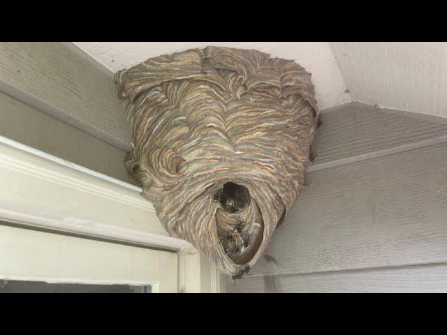 Crazy Hornet Nest , Attacked by Yellow Jackets crazy wasp swarm, infested with yellow jackets