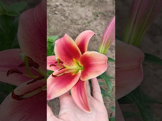 Лилия Монтего БЭЙ, Монтего Бей, ОТ гибрид, (Lilium OT-hybrid Montego Bay), цветение первогодок