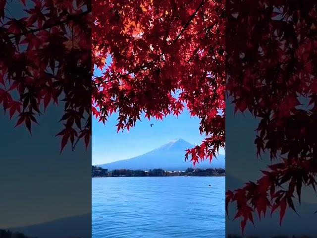 Mount Fuji Japan in Autumn #mtfuji #富士山 #japan #autumn