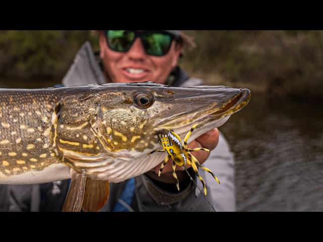 Topwater SPIDER Pike!