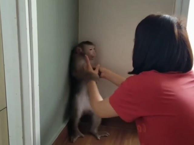 naughty monkey