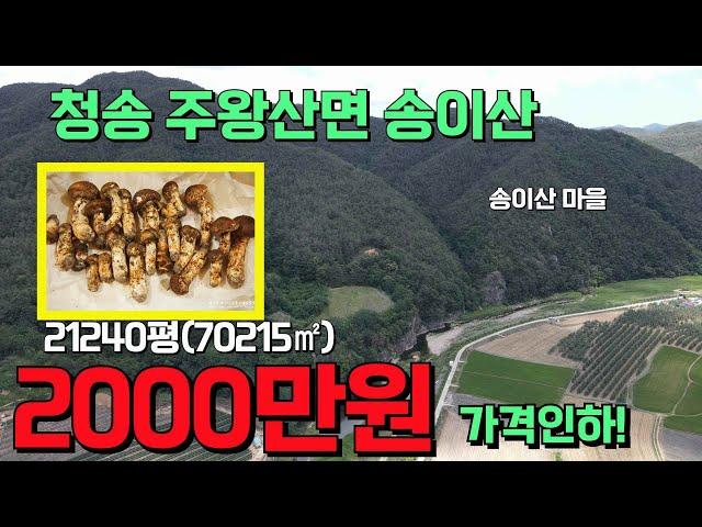 2000만원 인하! 임야매매 ~송이 따러 가세요 ! 청송 주왕산면 송이산 임야매매 대형강변과 어우러진 송이마을 21240평 송이산 세상사는 부동산