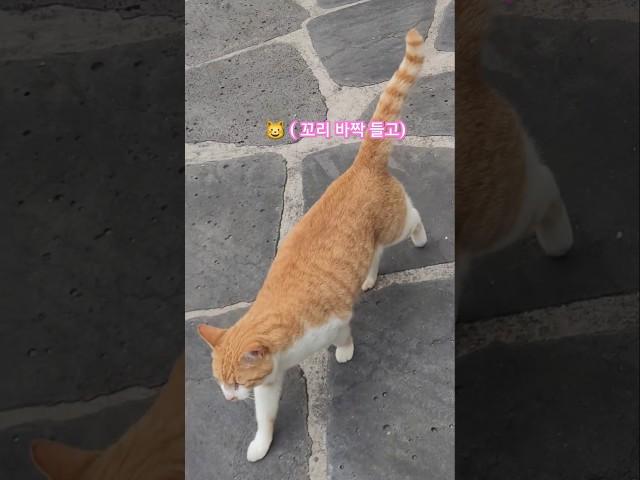 꼬리 바짝 세우고 따라오는 길고양이 꽃님이  #동물친구 #길고양이