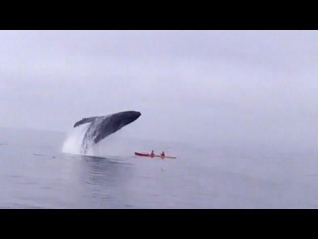 Humpback Whale Jumps Out of Water Landing on Kayakers