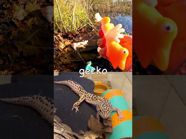 Learn Animal Names for Babies Toddlers Kids at the Pond: Duck Alpaca Pig Gecko Snake