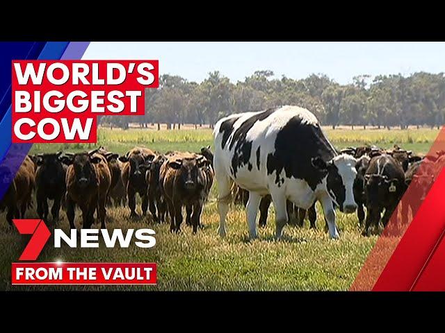 'WORLD'S BIGGEST COW' | Meet Knickers, the giant steer who the world fell in love with | 7NEWS