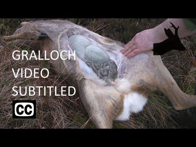 How I Gralloch Deer - updated with captions - (Field dressing / Gralloching / Gutting) - RoeStalker