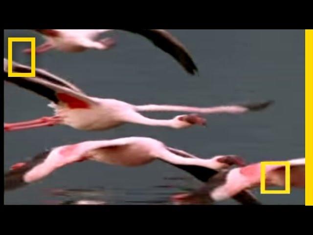 Flamingos of Bogoria | National Geographic