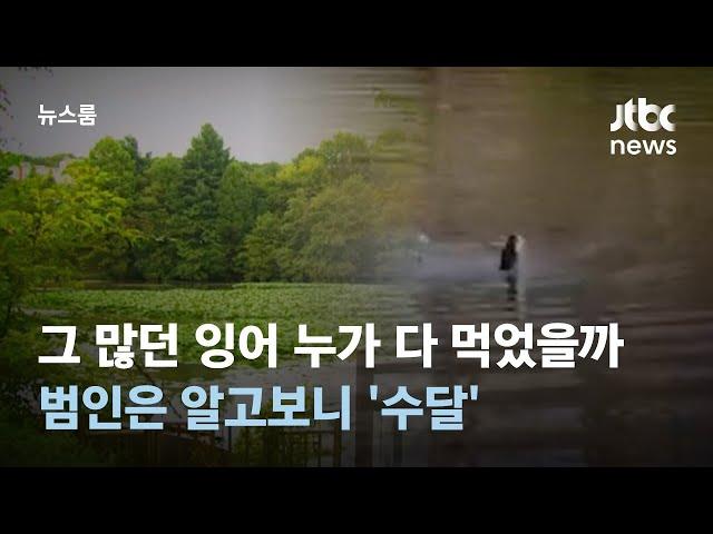 그 많던 잉어 누가 다 먹었을까…범인은 알고보니 '수달' / JTBC 뉴스룸