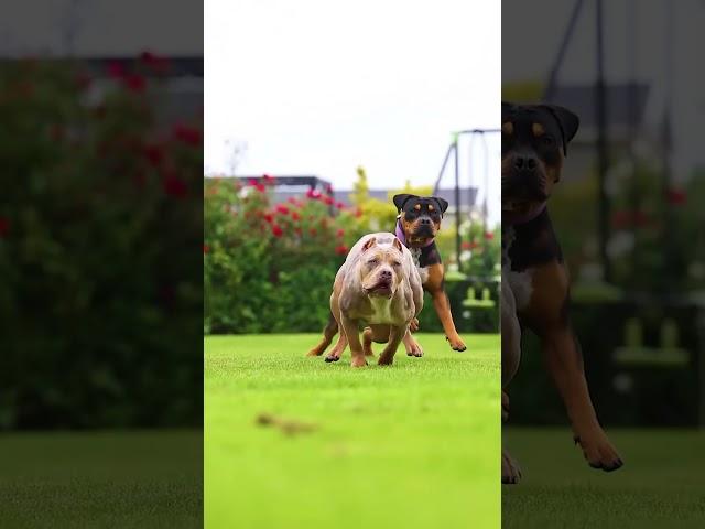 Rottweiler And American bully Training  #shorts #ambully #rott #rottweiler