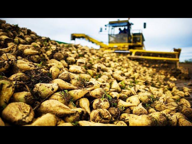 Sugar beet, Sweet Corn, Onion Harvesting Machine 2023 - Modern Agriculture Harvest Technology