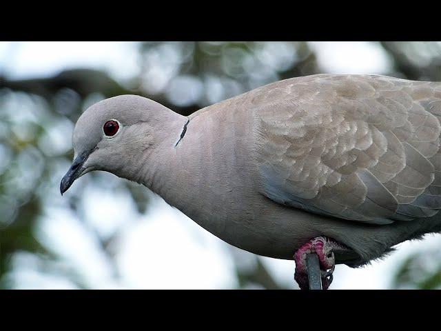 Bird Facts: The Eurasian Collared Dove