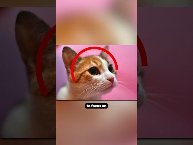 Daily Camera Tips to INSTANTLY Take Better Photos & Videos - Fill the Frame
