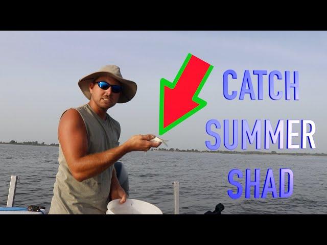 How to CATCH Summertime SHAD For BAIT