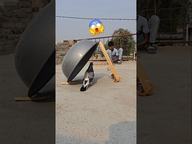 pigeon trap video #pigeon #kabutar #birds #trending #shortsfeed #shorts